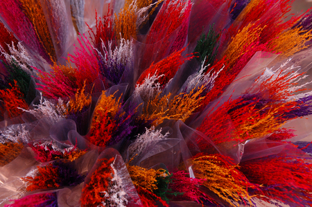 multicolor dry flowerの写真素材