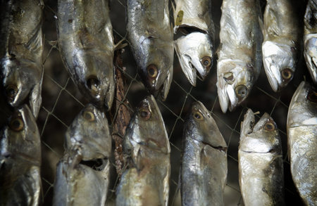 two rows of dry mackerel  fish