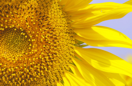 big close up yellow sunflowerの写真素材