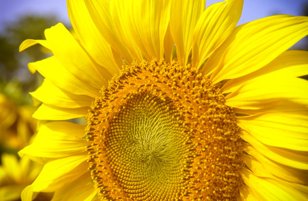 big close up yellow sunflowerの写真素材