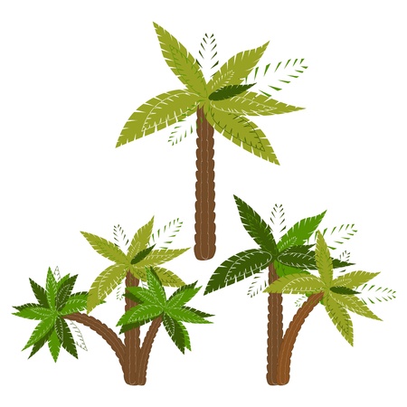 Palm trees isolated on white background  illustration のイラスト素材