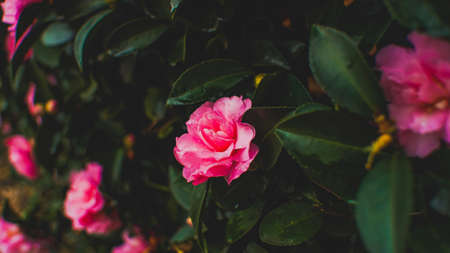 Pink Cornelia Rose Shrub Wet in the Rainの写真素材