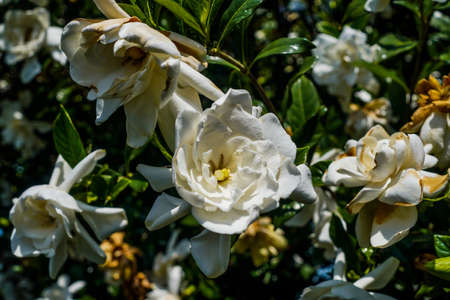 White Cornelia Rose Bush in the Sunの写真素材