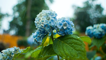 Blue Hydrangea flower wet from the rain
