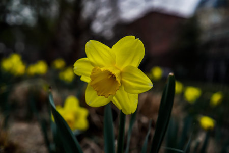 Yellow Daffodil in a garden