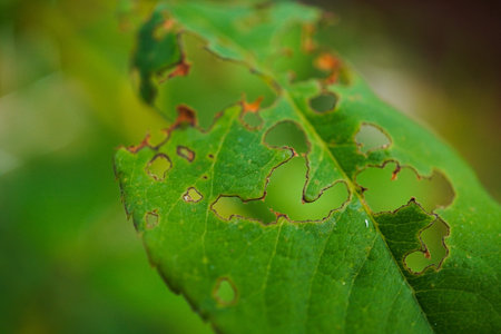 A Leaf being eaten by a caterpillar