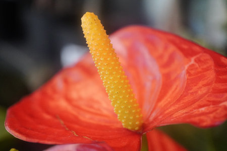 Orange and Yellow Anthurium flamingo flowers Macro