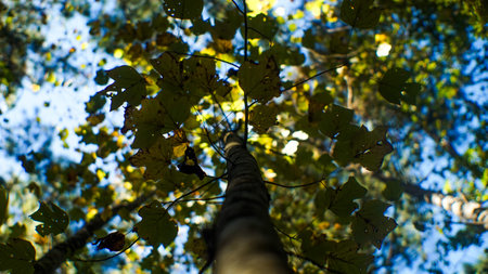 A Maple Tree Leaf Changing Colors because of the Seasons