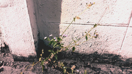 Grass in concreteの素材