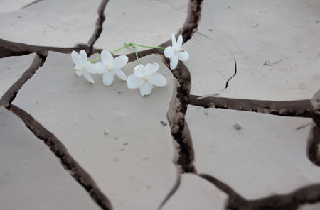 Fallen flower on dry crack ground,の写真素材