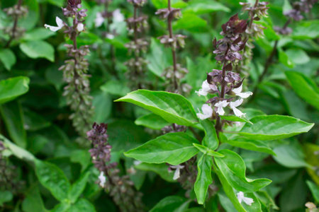 Basil tree.の写真素材