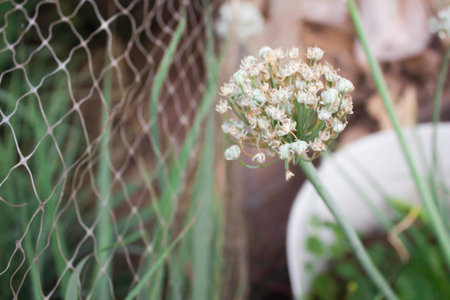 Blooming head of spring onionの写真素材