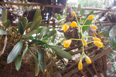 orchid in a nurseryの写真素材