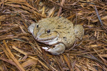 Frog after hibernation on meadowの写真素材
