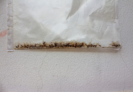 Many insects caught in the plastic bagの写真素材