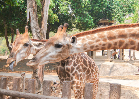 Giraffes in the zooの写真素材