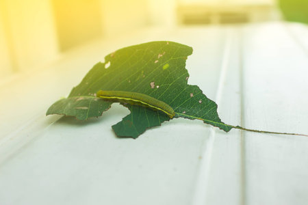 Worm eating leaves in the eveningの写真素材