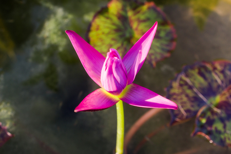 Pink lotus in the pondの写真素材