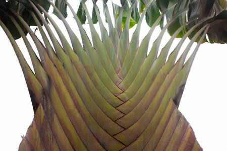 Texture of tree bark. Palm tree Background. Bark of a palm treeの写真素材