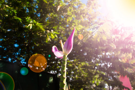 Pink banana  flower is beautiful with the nature in Thailand.の写真素材