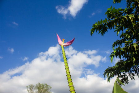Pink banana  flower is beautiful with the nature in Thailand.の写真素材