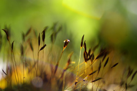 Macro moss of green moss