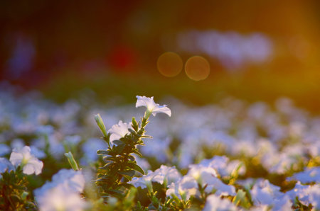 flowers with sunsetの写真素材
