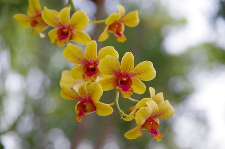 orchid flowerの写真素材