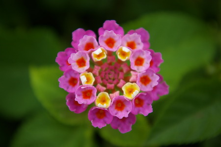 Close up Lantana Camara flowerの写真素材