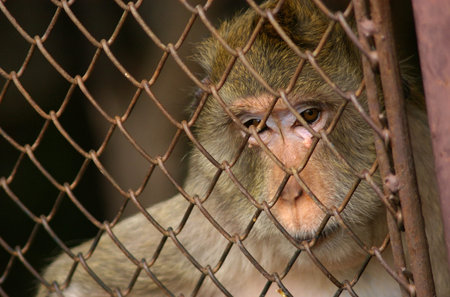 monkey in the enclosure