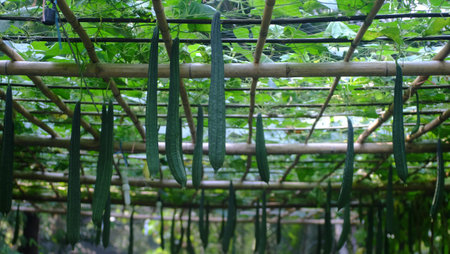 Angled Gourd