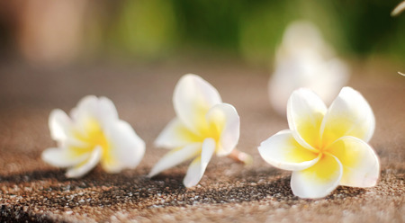 Plumaria close upの写真素材