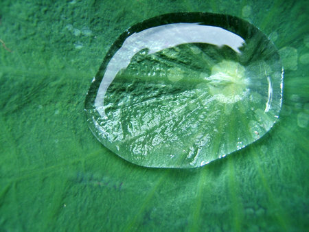 close up drop water on lotus leaf