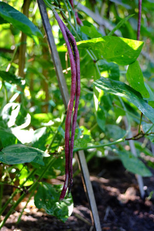 red cow-pea