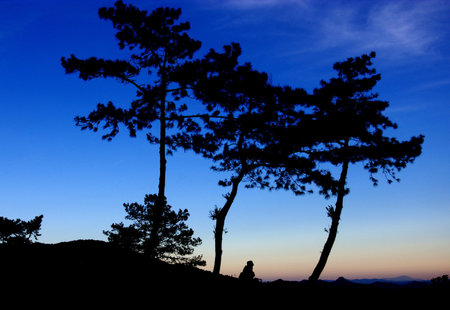 Tree silhouette natureの写真素材