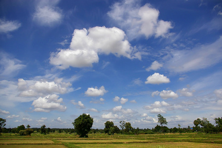 green fields with blue skyの写真素材