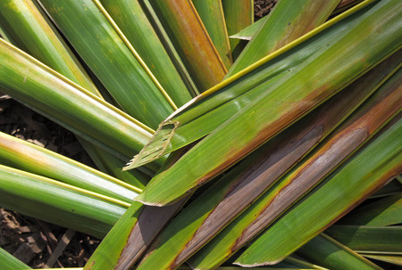 Coconut leaves piled on the floorの写真素材