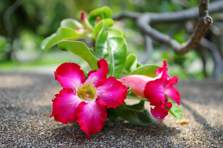 Desert rose flower bloomingの写真素材