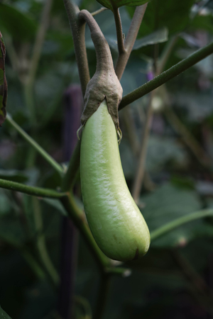 Green fresh eggplant growing in gardenの写真素材