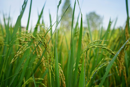 close-up green rice fieldの写真素材