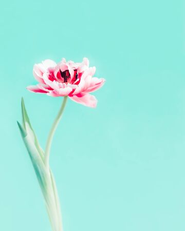 Tulip flower on a white background, isolatedの写真素材
