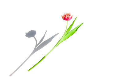 Tulip flower levitates on a white background, isolated