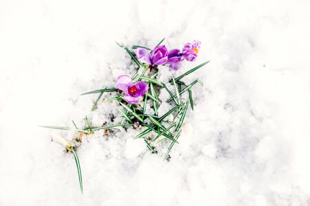Little violet crocuses in the snow in a meadow in Marchの写真素材