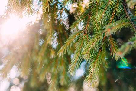 Background of spruce branches with sunlight through them. Small DoFの写真素材
