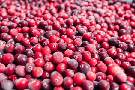 Close up of red cranberries as background. Frozen berriesの写真素材