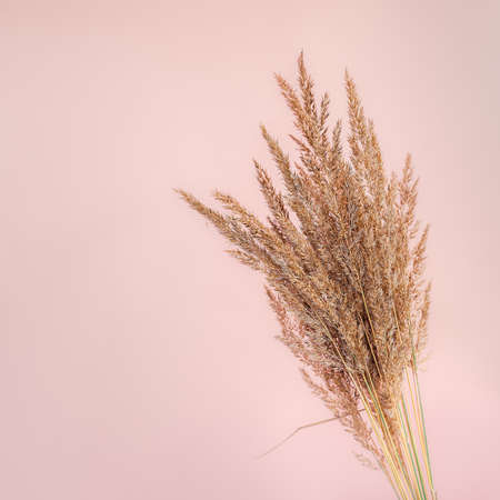 Beautiful bouquet of dried flowers on pink paper background. Place for textの写真素材
