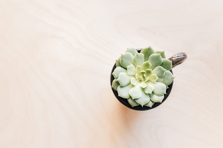 Top view of green echeveria succulent growing in old cup, concept of plastic free gardening and...