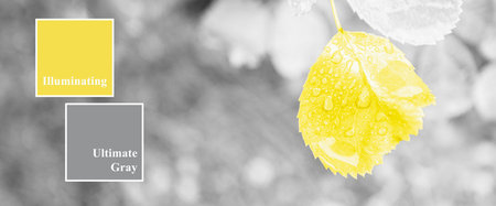 Close-up leaf with drops of water on a blurred background. Black-and-white image, the sheet is toned with yellow color. Yellow and gray squares labeled with the names of colors of the year 2021の写真素材