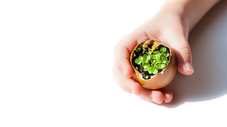 Green seedlings inside an egg shell in childs hands on white background, copyspaceの写真素材