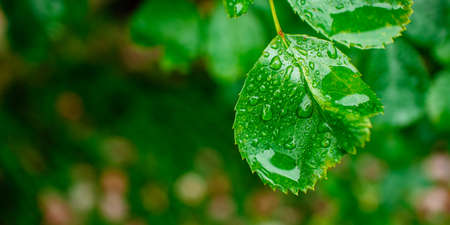 Close-up of green leaf with droplets after rain. Beautiful natural backgroundの写真素材